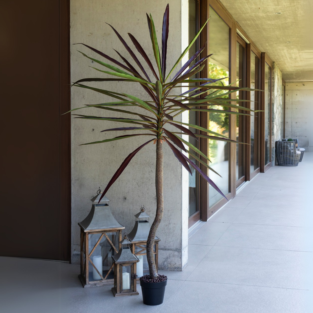 Cordyline Artificial de 210 cm