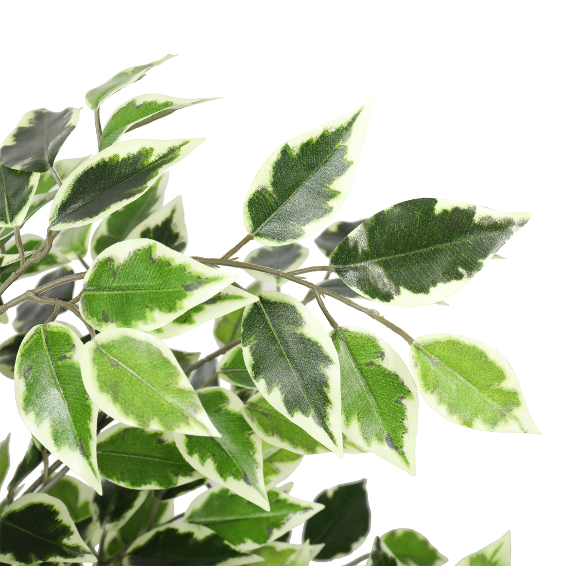 Ficus Benjamina Follaje Bicolor de 120 cm Doble Tronco