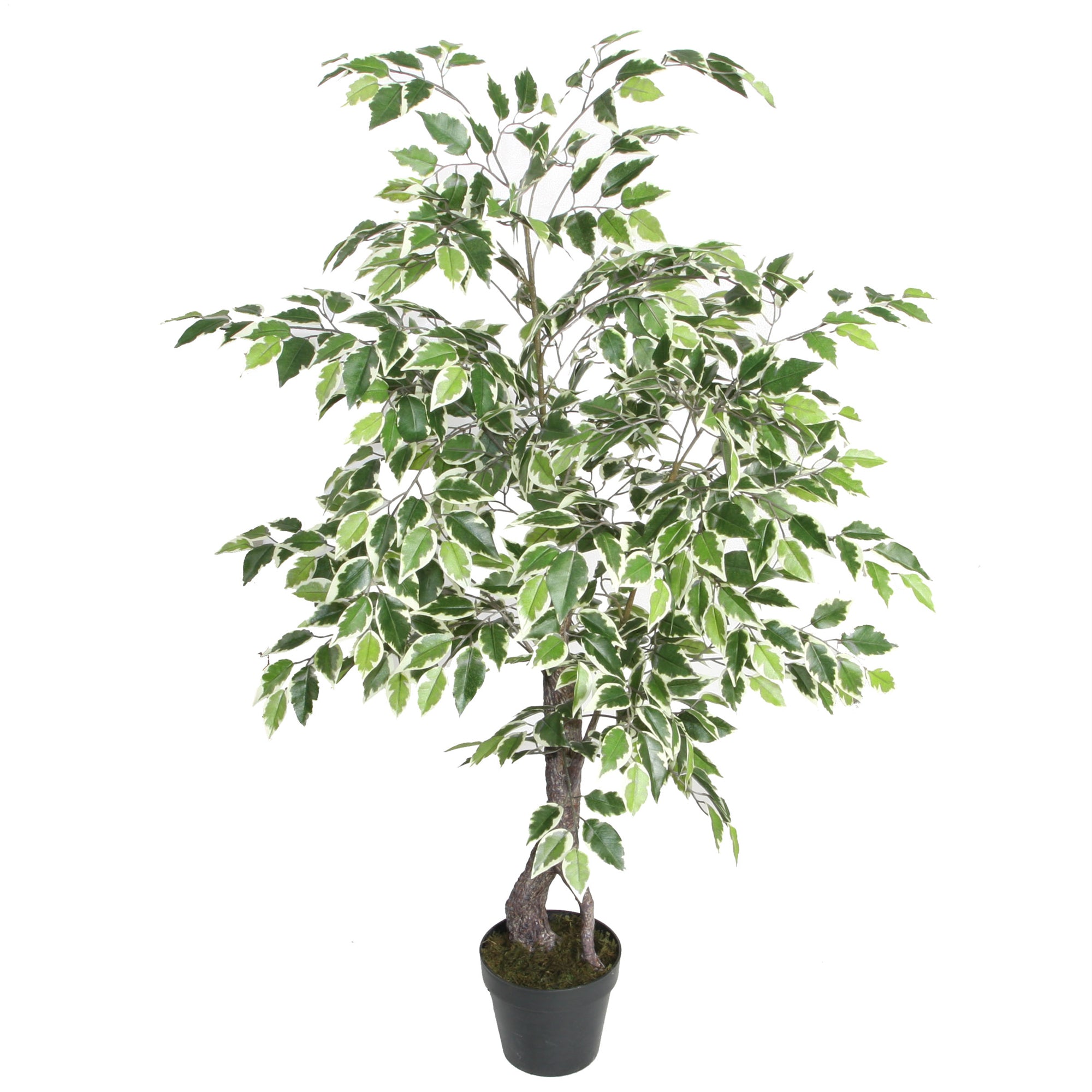 Ficus Benjamina Follaje Bicolor de 120 cm Doble Tronco