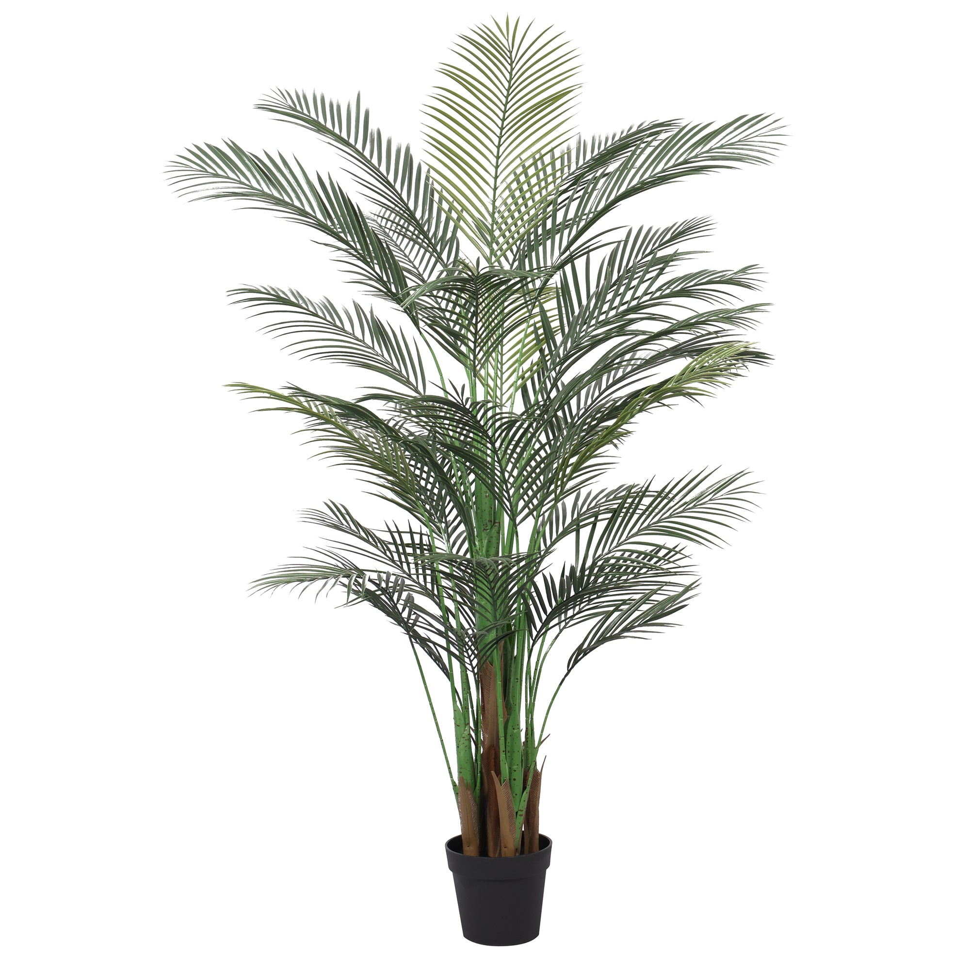 Palmera Areca Premium 180 cm con protección UV