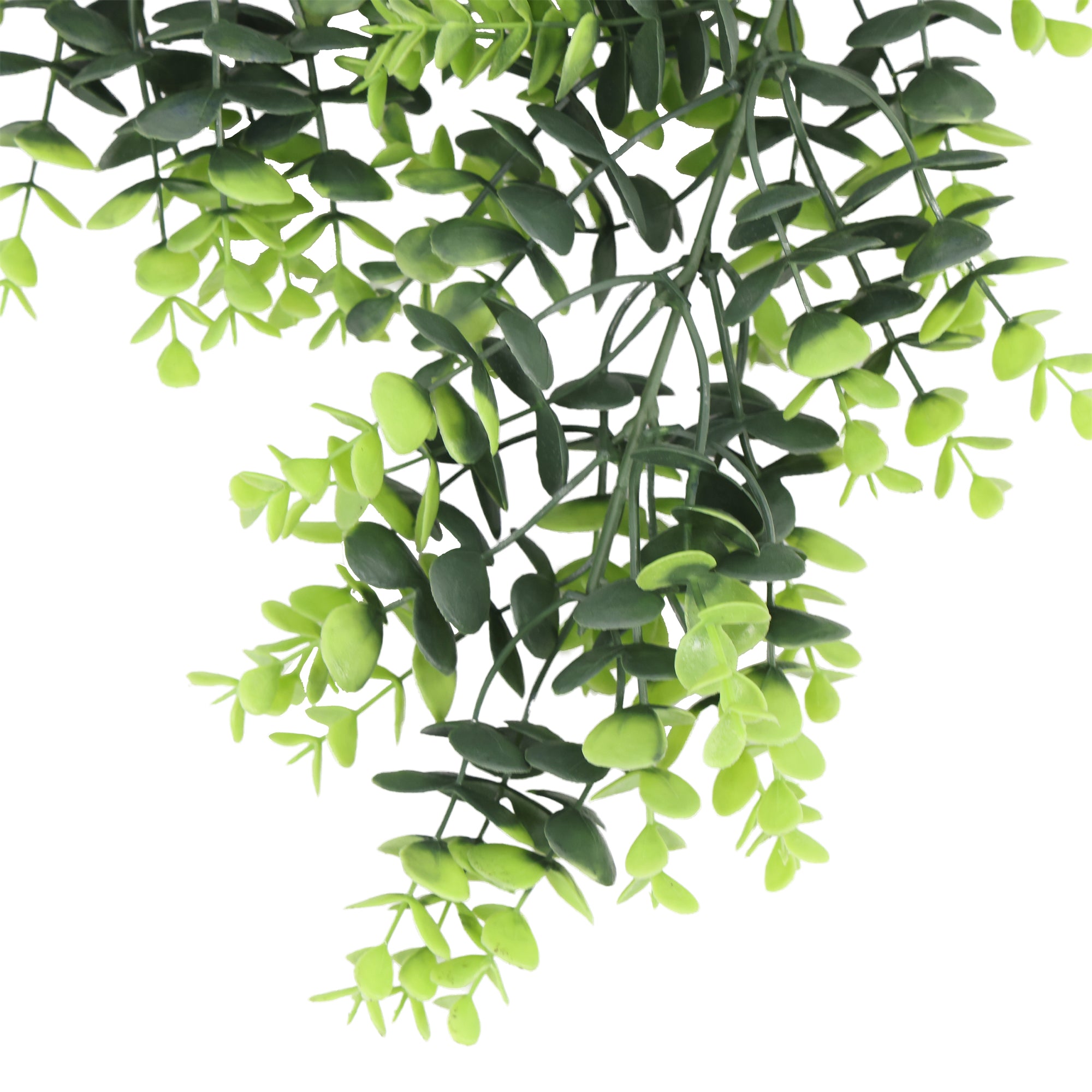 Enredadera colgante planta del dinero 66 cm con protección UV