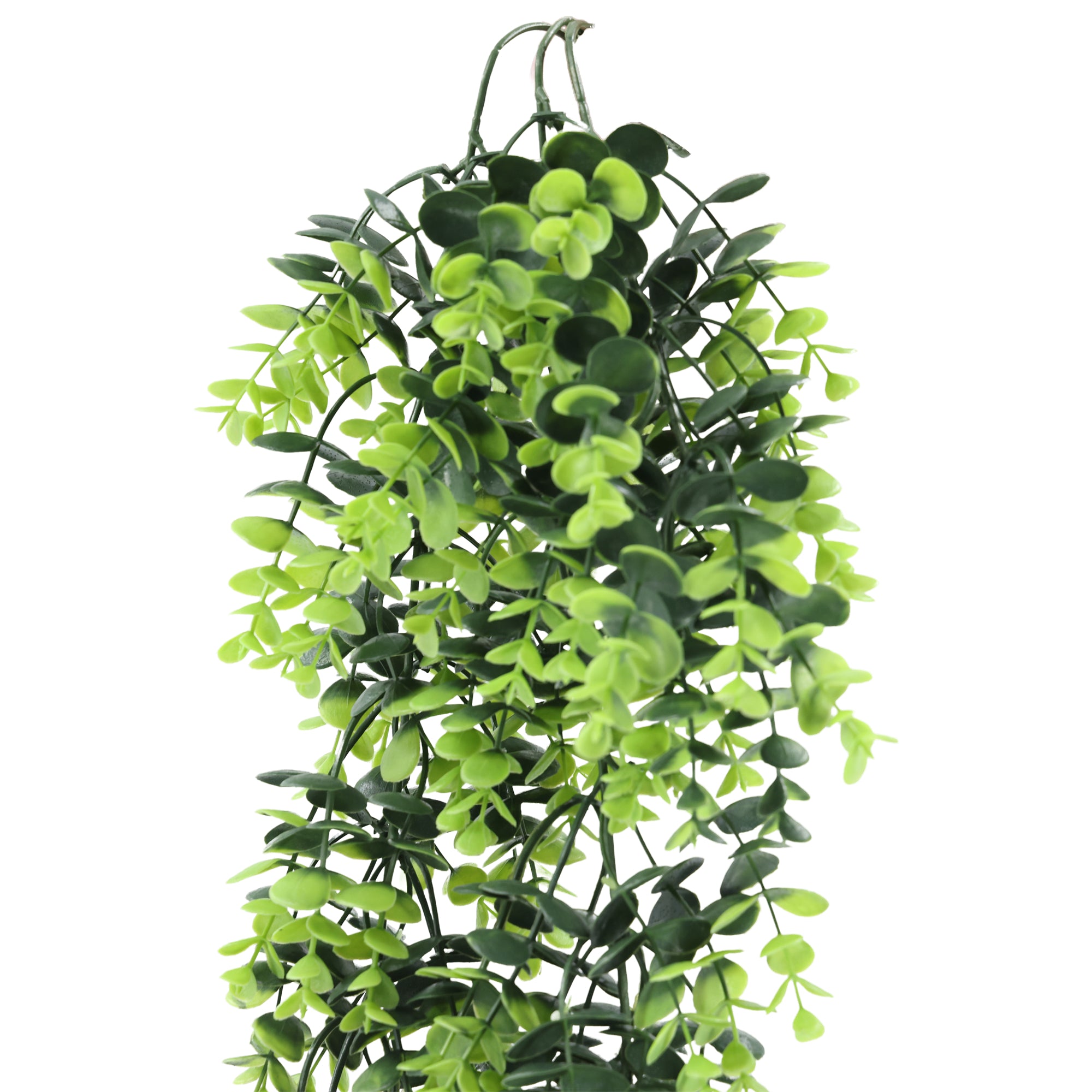 Enredadera colgante planta del dinero 66 cm con protección UV