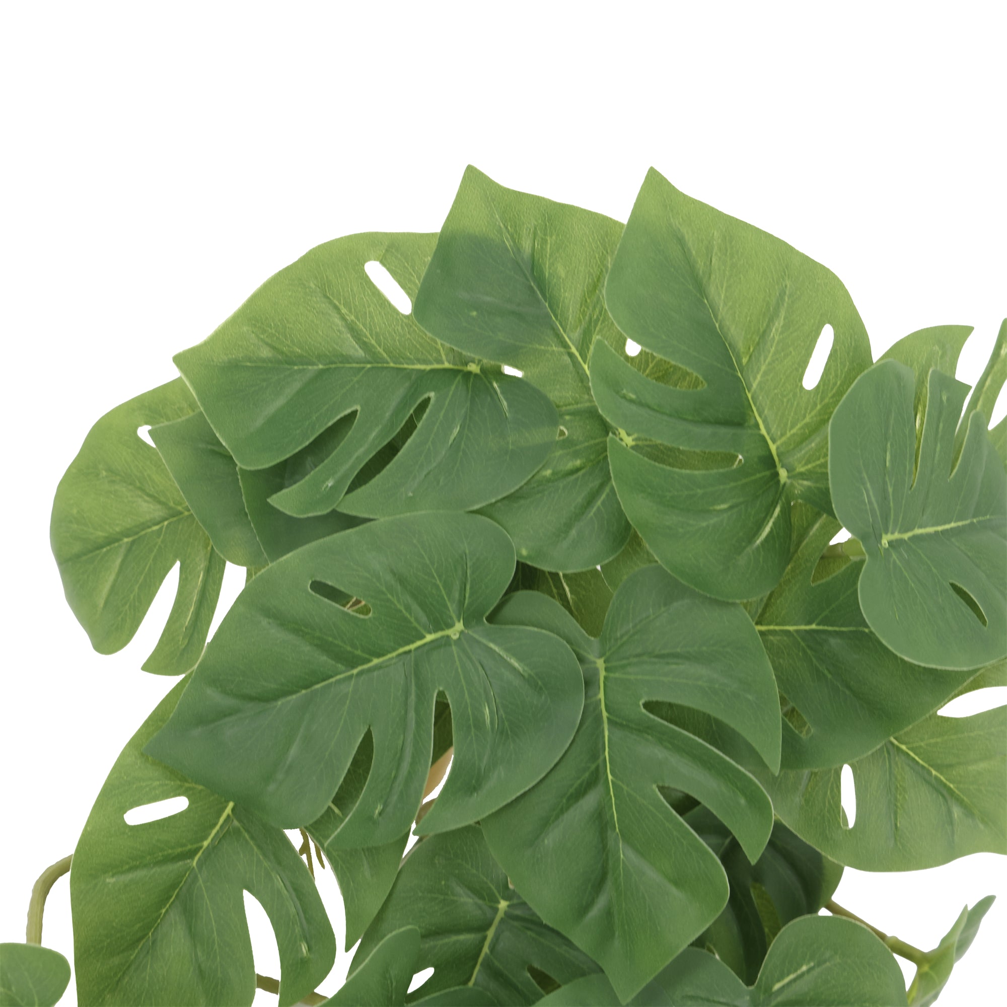 Enredadera colgante monstera 45 cm verde oscuro