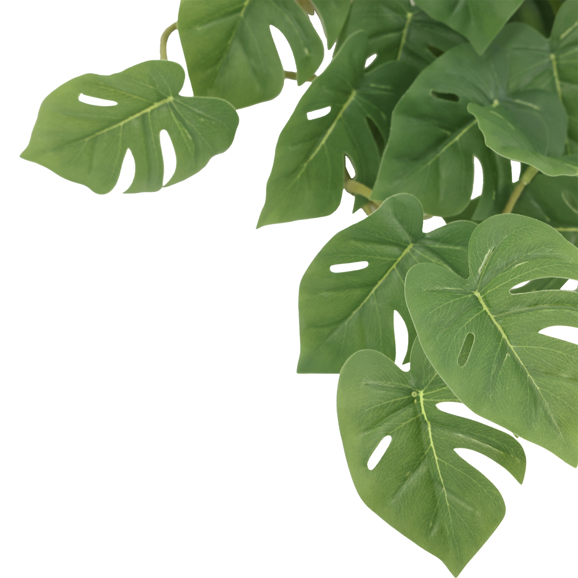 Enredadera colgante monstera 45 cm verde oscuro