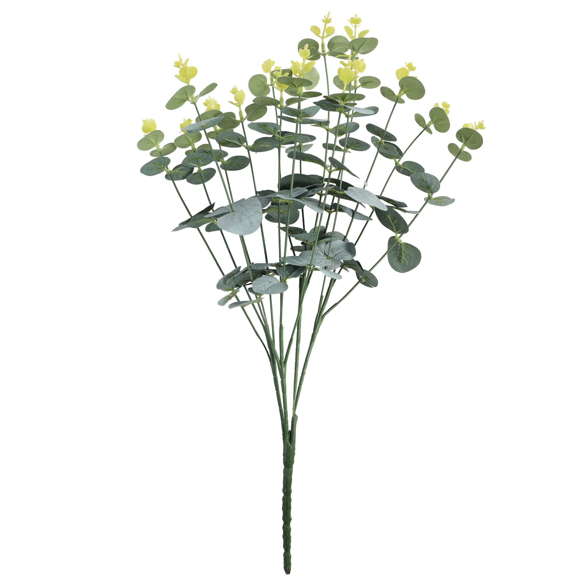 Eucalipto de 50 cm