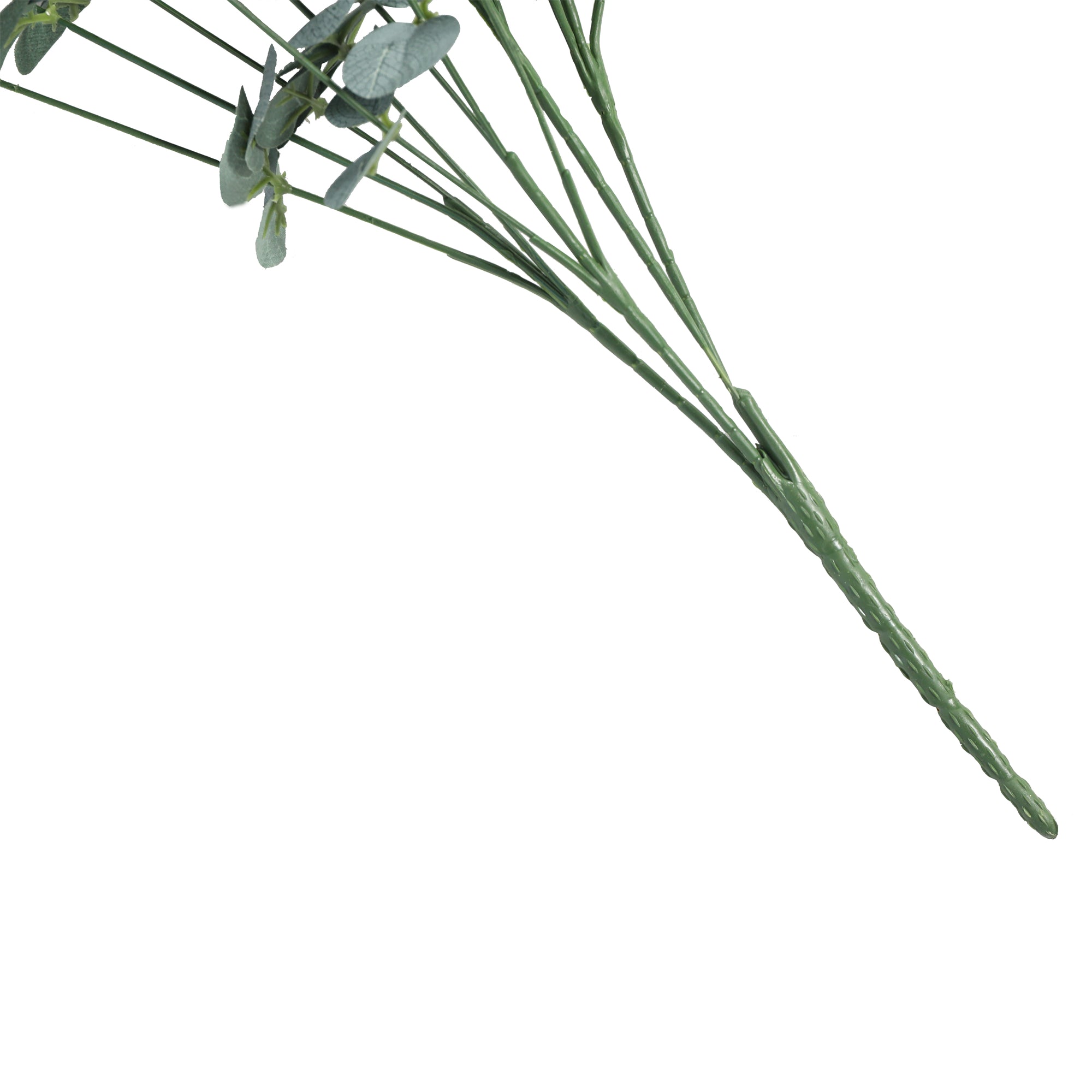 Eucalipto de 50 cm