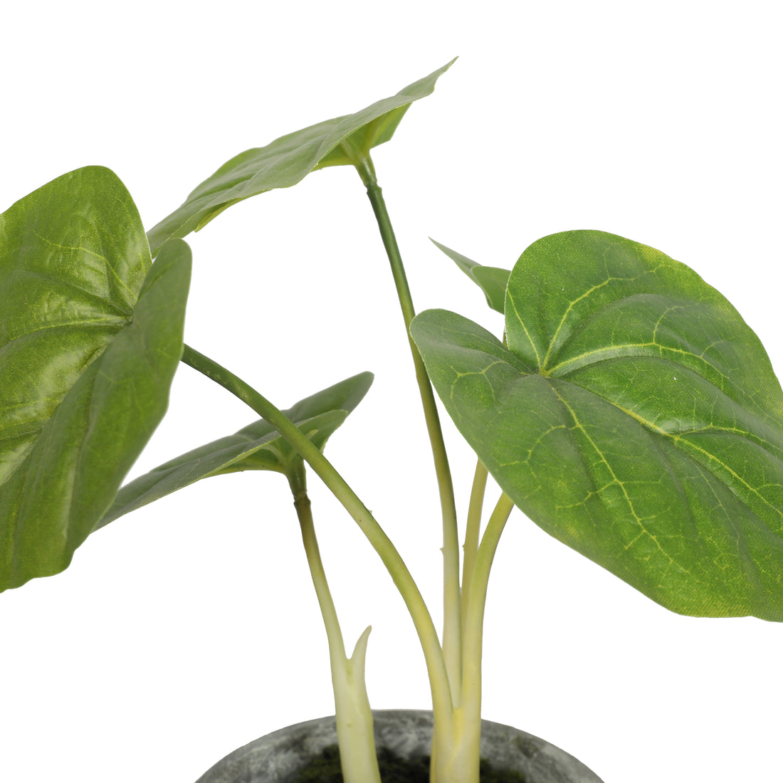 Mini taro artificial de 25 cm con macetero de vidrio