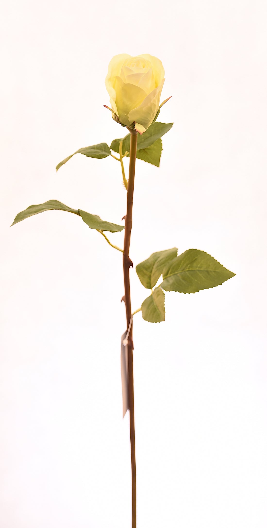 Botón de flor de rosa artificial color crema de 51 cm