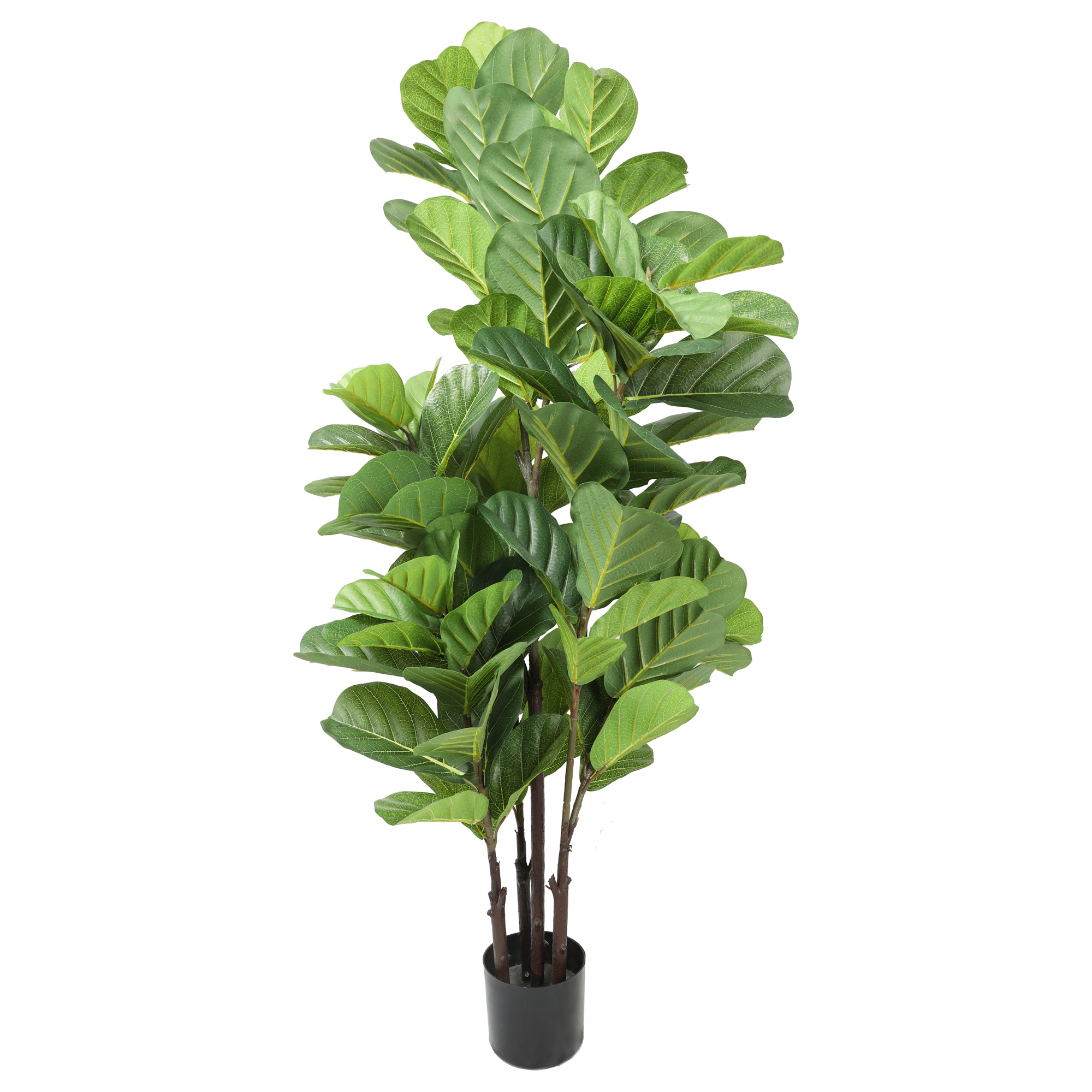 Ficus Lyrata 150 cm con protección UV