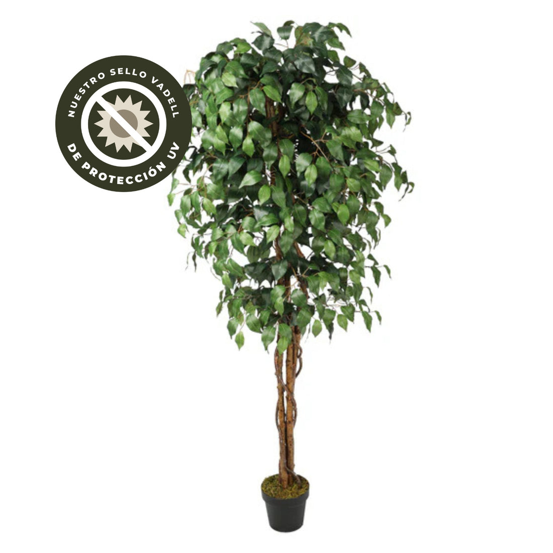 FICUS BENJAMINA DE 180 CM CON DOBLE TRONCO DE MADERA CON PROTECCION UV