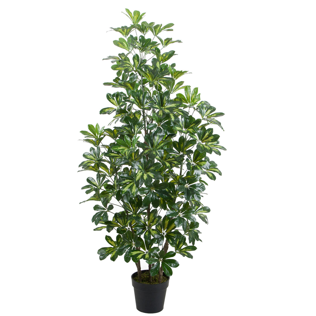 Cheflera artificial hoja matizada de 150 cm