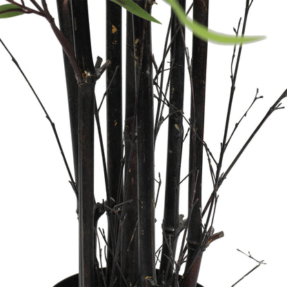 Bamboo Negro Artificial de 210 cm