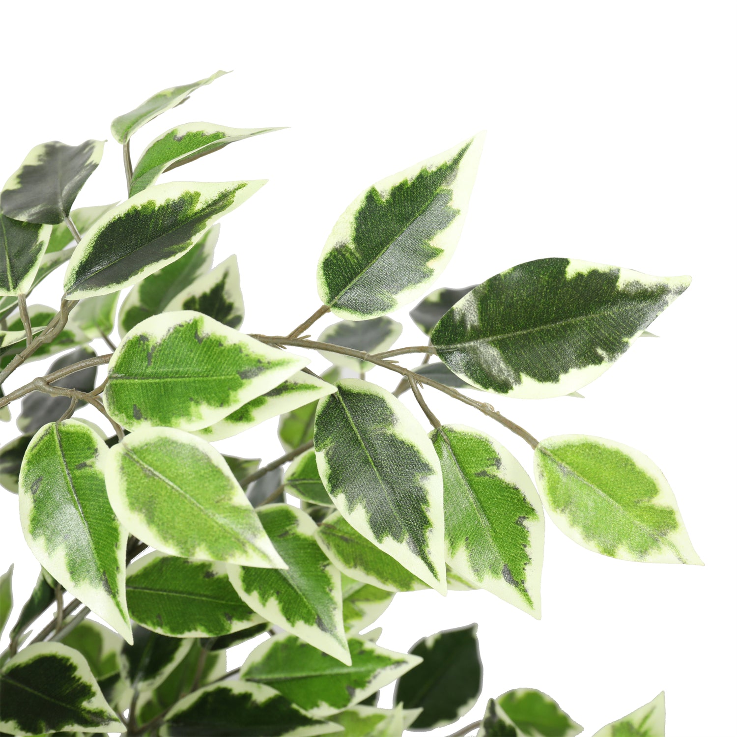 Ficus Benjamina Follaje Bicolor de 120 cm Doble Tronco