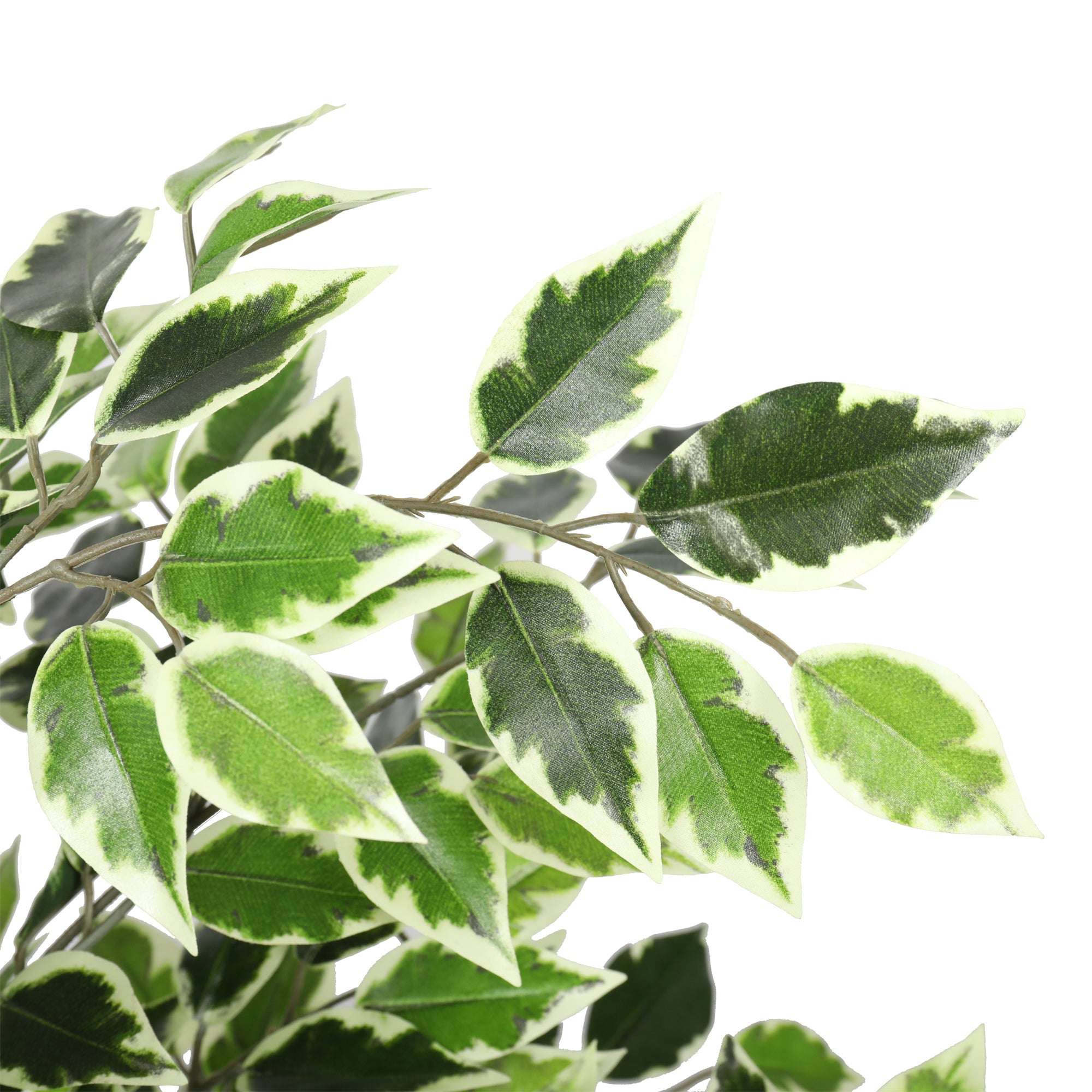 Ficus Benjamina Follaje Bicolor de 120 cm Doble Tronco