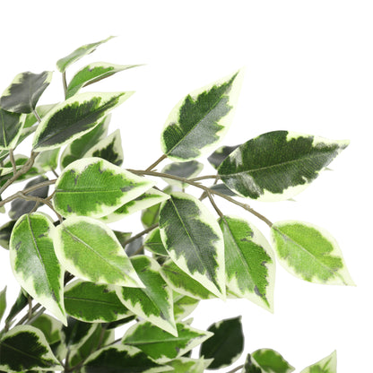 Ficus Benjamina Follaje Bicolor de 120 cm Doble Tronco