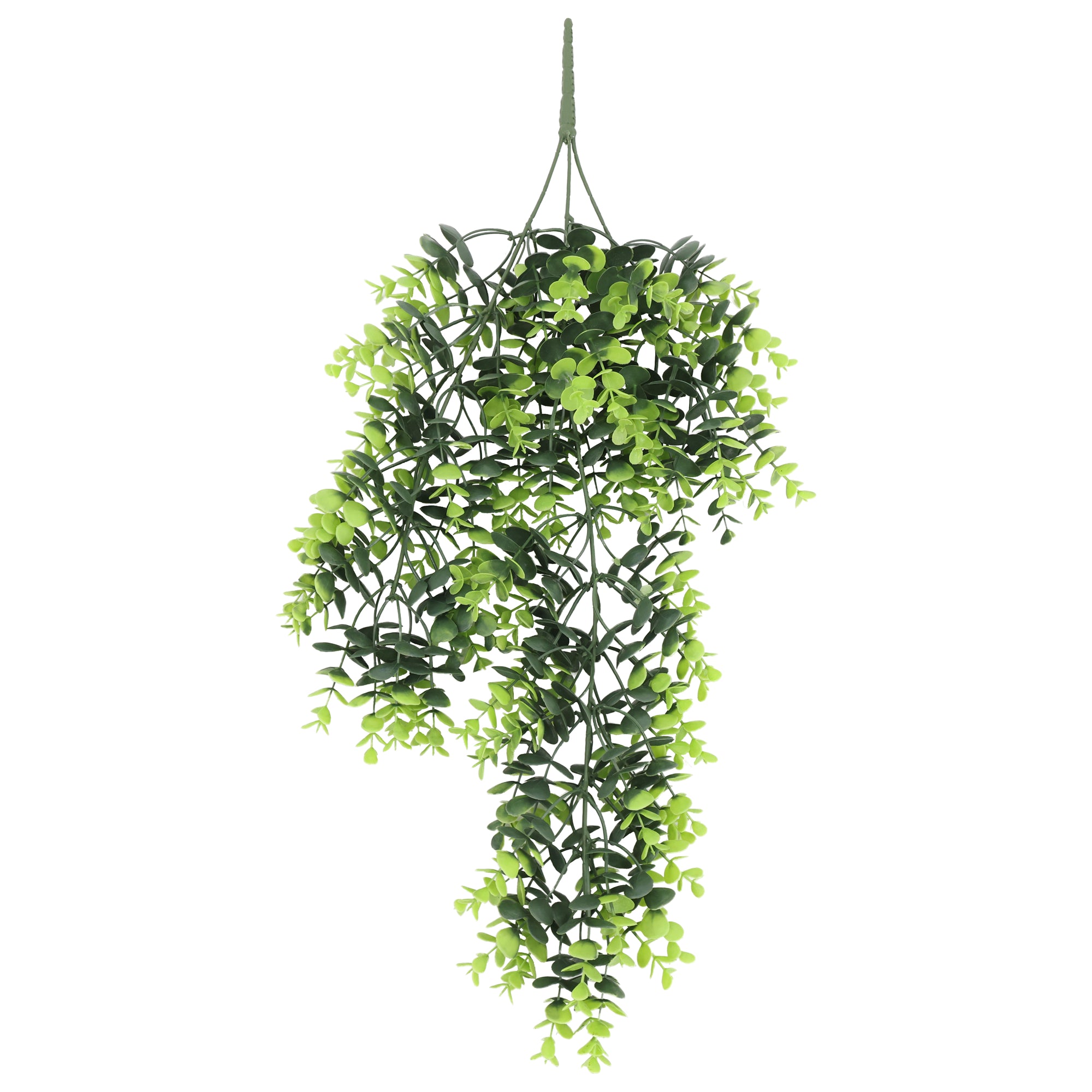 Enredadera colgante planta del dinero 66 cm con protección UV