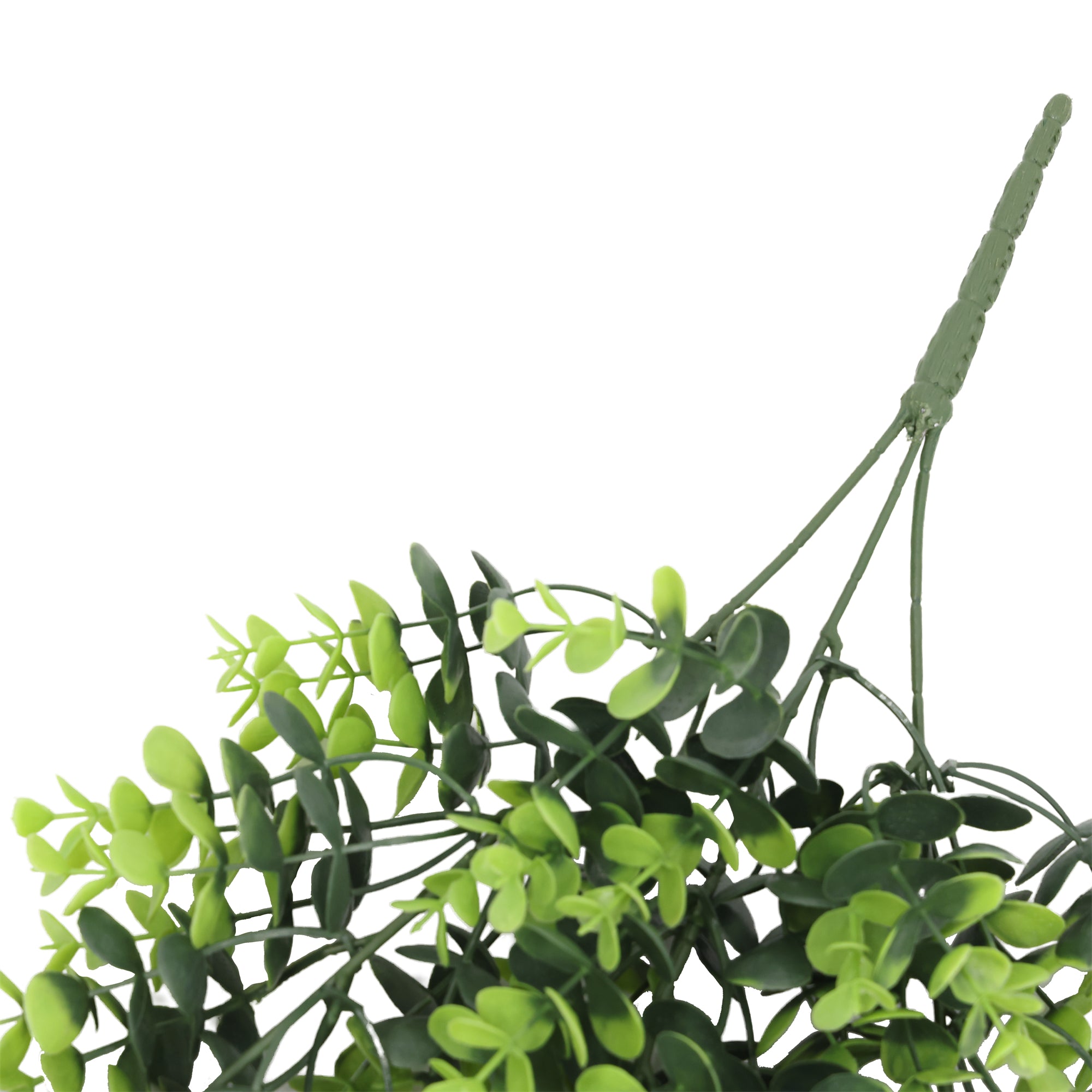 Enredadera colgante planta del dinero 66 cm con protección UV