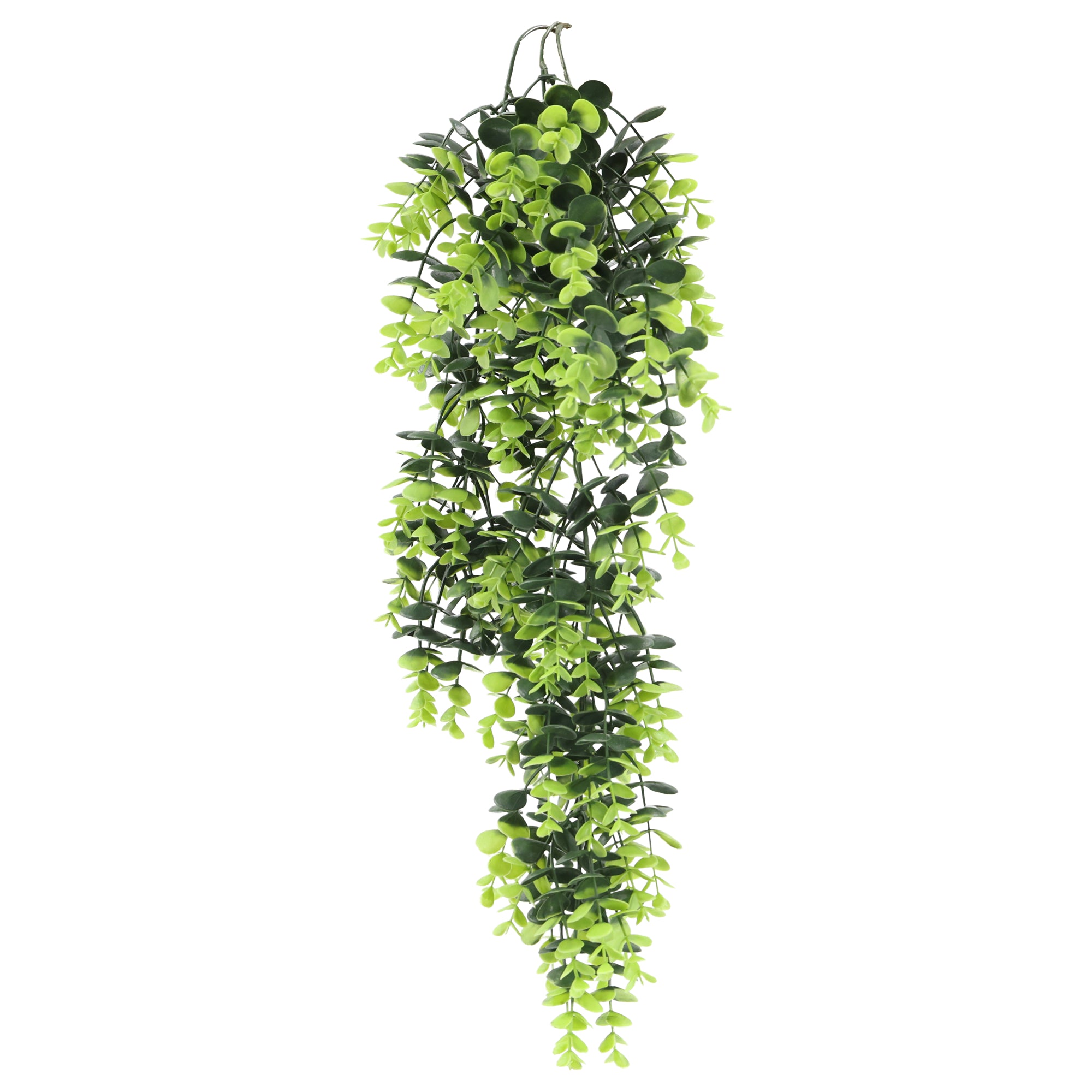 Enredadera colgante planta del dinero 66 cm con protección UV