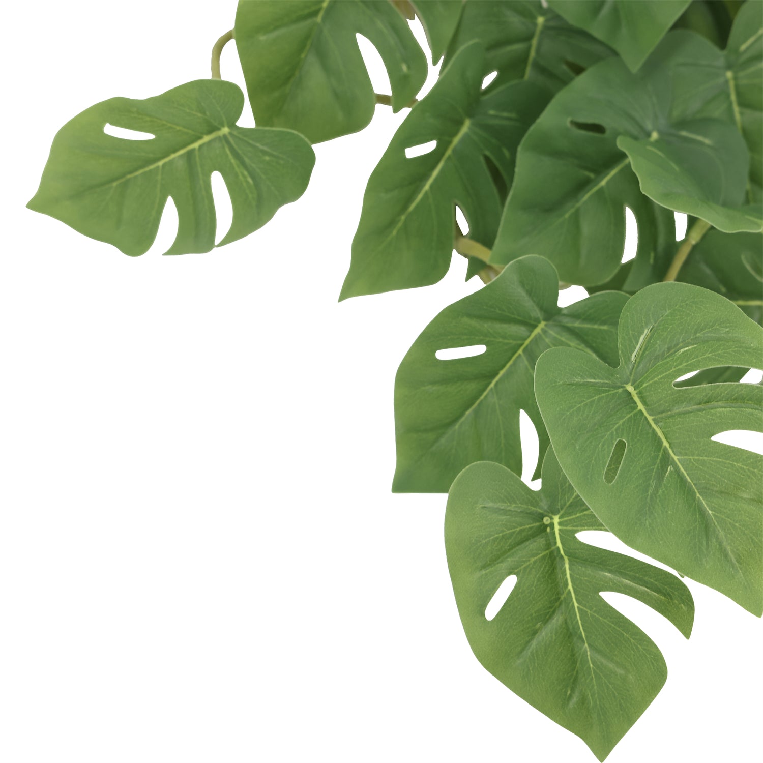Enredadera colgante monstera 45 cm verde oscuro