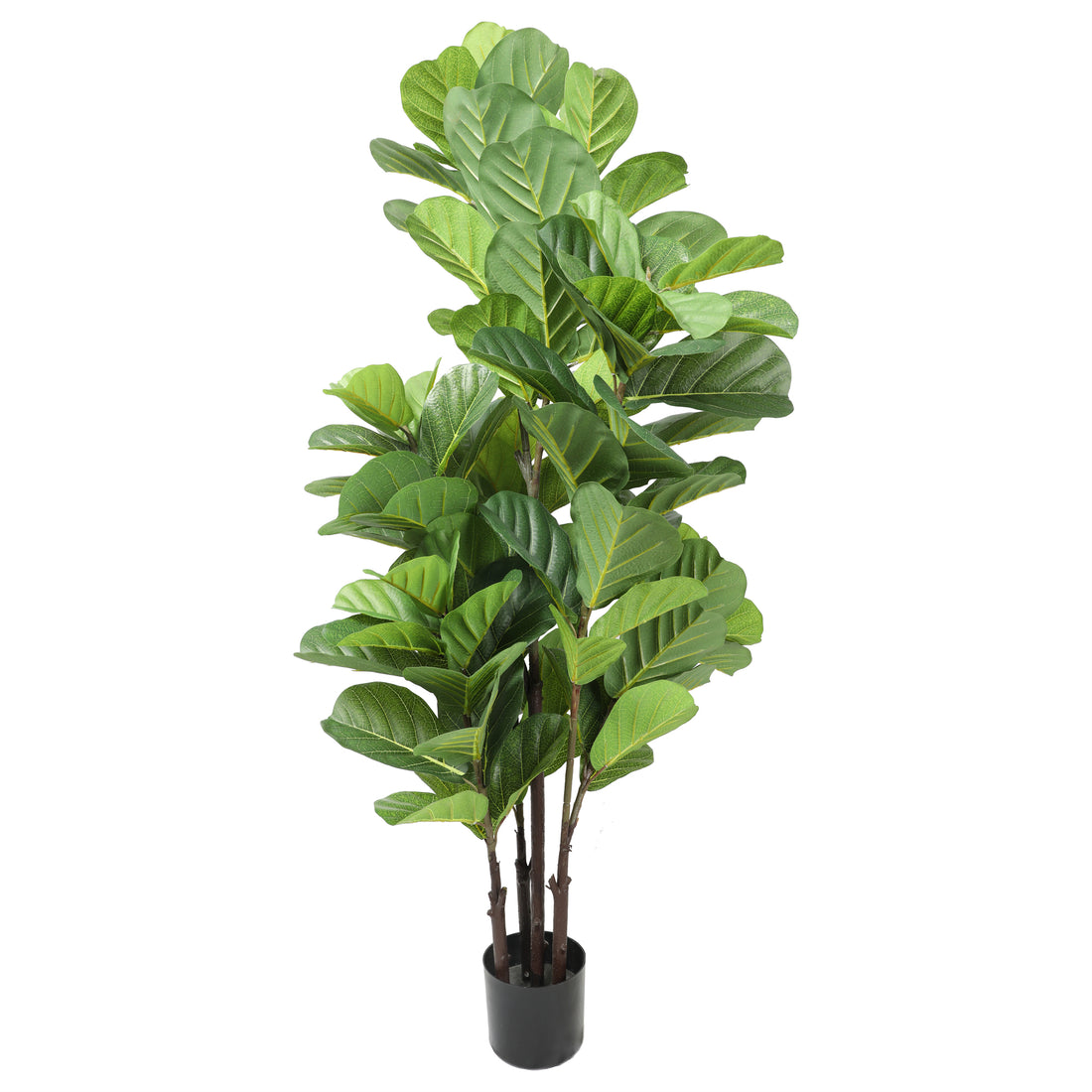 Ficus Lyrata 150 cm con protección UV