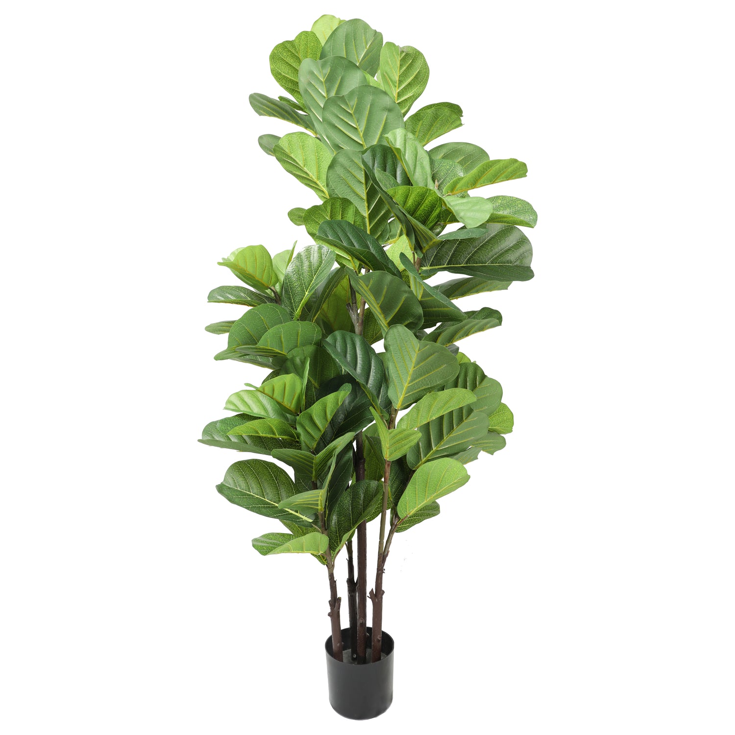 Ficus Lyrata 150 cm con protección UV