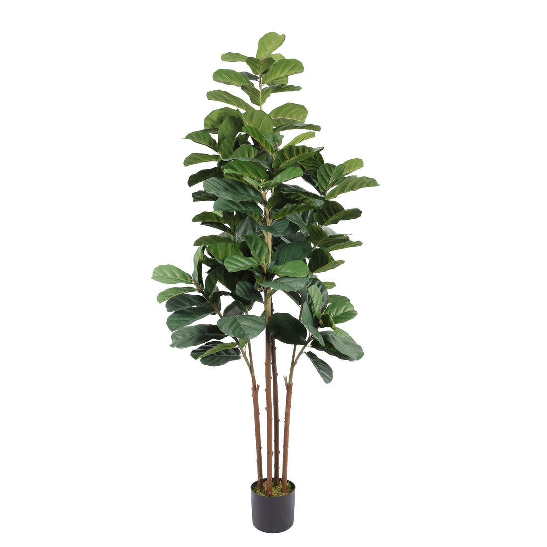 Ficus Lyrata 180 cm con protección UV