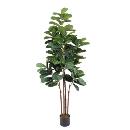 Ficus Lyrata 180 cm con protección UV