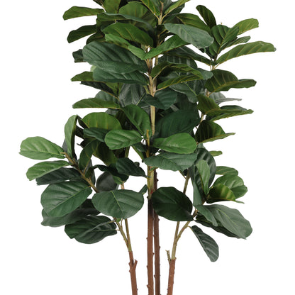 Ficus Lyrata 180 cm con protección UV