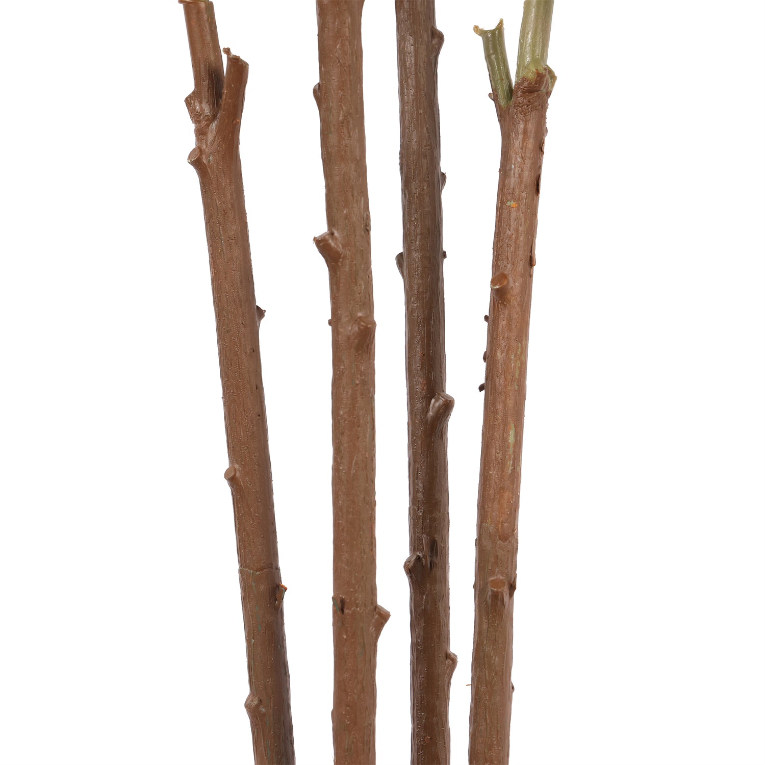 Ficus Lyrata 180 cm con protección UV