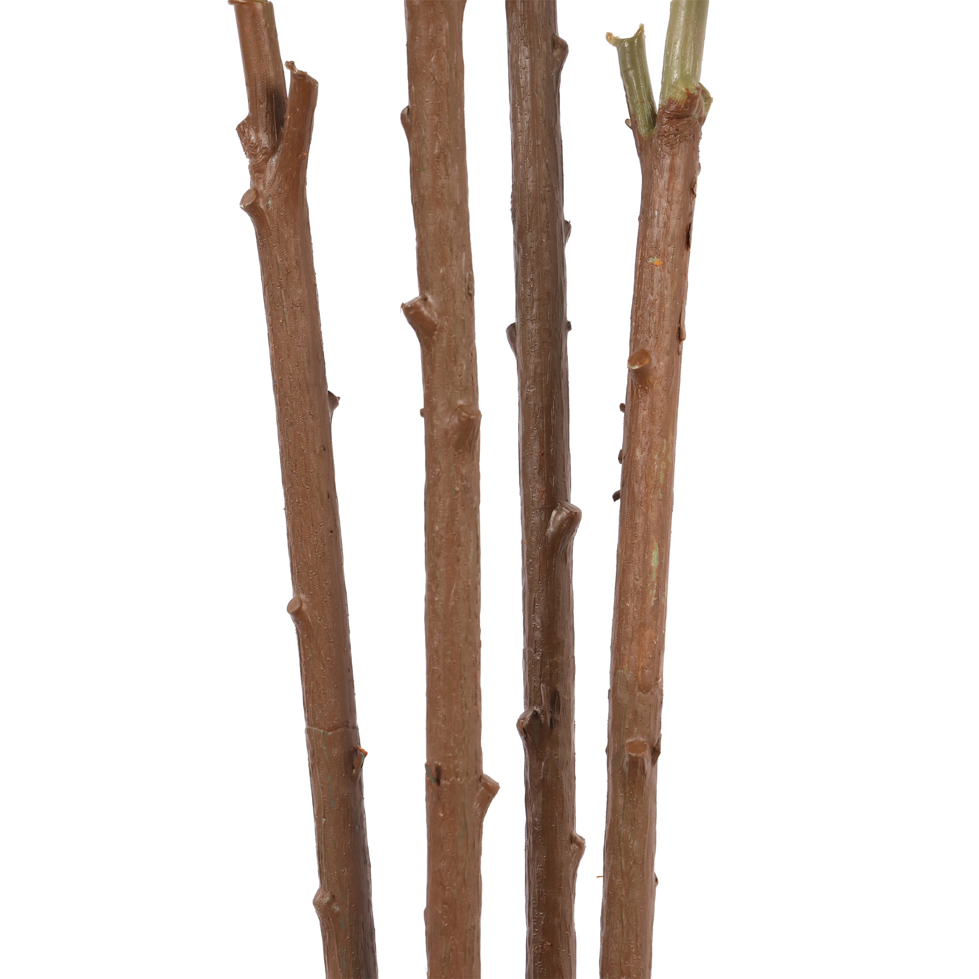 Ficus Lyrata 180 cm con protección UV
