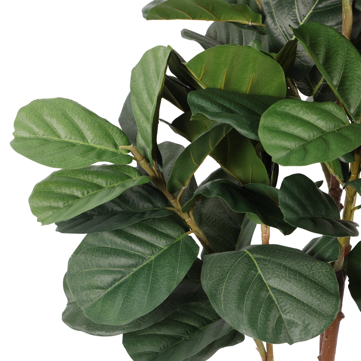 Ficus Lyrata 180 cm con protección UV